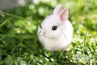 生肖兔这几个月出生的,是最好命的 