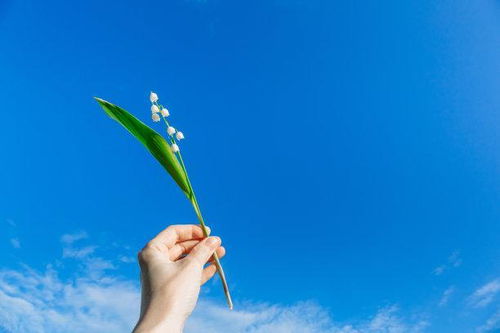 还有二周,繁华成梦,勇者无畏,财旺福旺,缔结良缘,前途似锦 双子座 金牛座 感情 