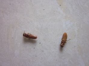 家里打扫卫生时候发现死虫子 请问是什么虫子,怎么灭绝它们 