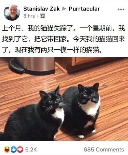 老婆养的猫好凶,我偷偷给她换只脾气好的,6年了她都没发现