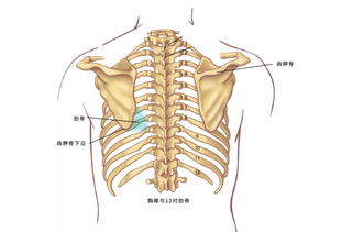 肩胛骨解剖图解 搜狗图片搜索