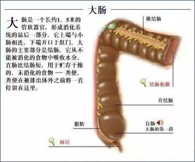 动物解剖图解（动物解剖图谱） 第1张