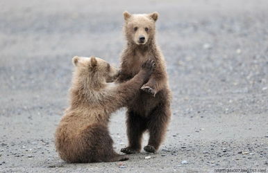 棕熊一家的精彩生活 