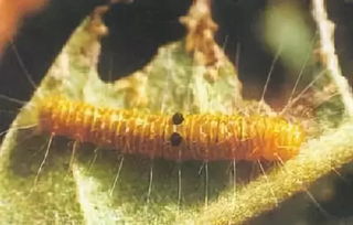 枇杷黄毛虫有什么危害,枇杷里面像蚂蚁一样的小虫子