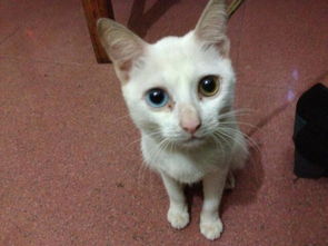 这个猫的眼睛为什么色不一样 是变异的还是就是这种品种的 这样品种猫要多少钱 叫什么名 