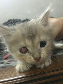 一个月的小猫有一只眼睛发红看不见瞳孔是怎么回事 能治吗