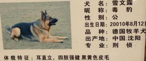 可作为 警犬 的五种狗狗,你都见过哪几种