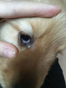 今天突然发现狗狗眼睛里有一根白色的线状物,正常睁眼时也能看见一点,不知道是不是虫,求懂的人帮我看看 
