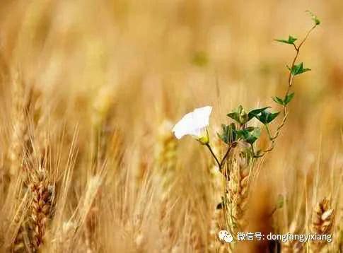 6月5日 闰四月十四 芒种节气,十二生肖运势与注意事项