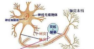 运动神经元