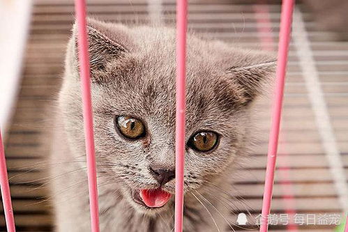 猫咪长期关在笼子里的7大坏处