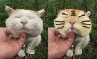 猫为什么不怕虎(猫为什么什么动物都不怕)