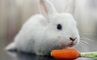 我们都被骗了,兔八哥真的爱吃胡萝卜吗 