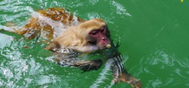水猴是什么