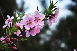 桃花争艳