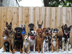 趣看 汪星训练员教你宠物摄影,如何让33只狗狗同时看镜头 视界 澎湃 ... 