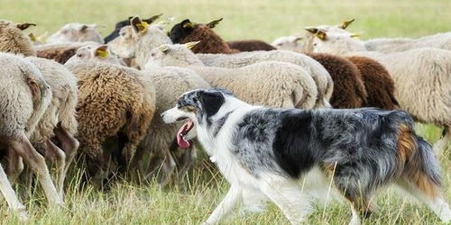 牧羊犬会放羊,但可能不是好的宠物狗,养这种狗要做好这3点