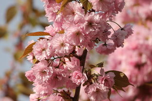 轻松办理**樱花卡，畅享日本樱花季的无线魅力