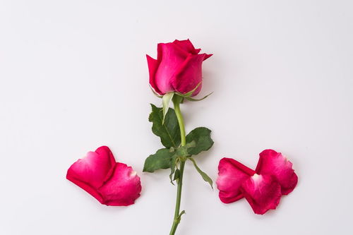 五朵玫瑰花代表什么意思,女朋友拿5朵玫瑰花是什么意思？