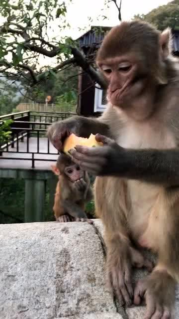 偶遇小猴崽子,太萌了啊 