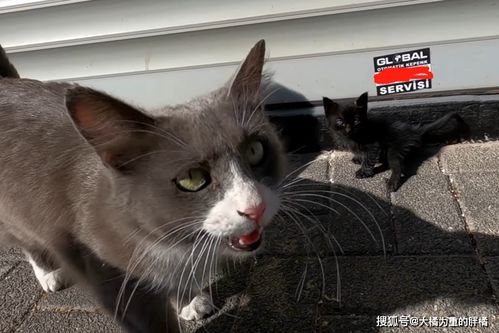 路遇流浪猫搬家,女子好心喂食,却被猫妈缠上,一顿饭换来两只猫