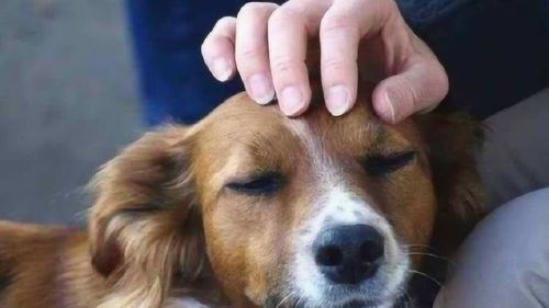 人们摸狗狗的头时,对狗狗意味着什么 兽医的答案让人哭笑不得 