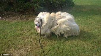 美狗狗牛舍生活6年后被解救 毛发重达16公斤