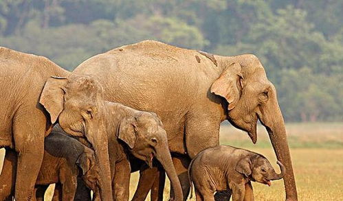 断鼻家族 的大象都没有象牙吗 为什么