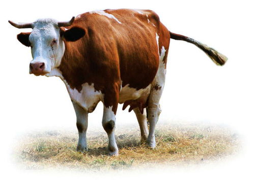 牛一般从多大开始交配,以及繁殖周期是多久 
