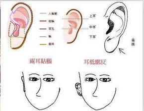 耳相看命运 有福的耳朵一生富贵 