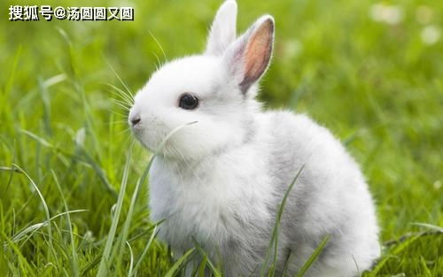 兔子拉稀的原因是什么,兔子拉稀怎样迅速治疗