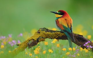 关于春鸟的诗句古诗,描写春鸟的诗句古诗,春鸟的诗句古诗名句