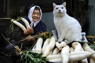 日本摄影师展示祖母和猫咪朋友间深情厚谊 