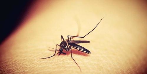 国内一教授专门开厂养蚊子,每年放生3.6亿只,究竟有什么目的