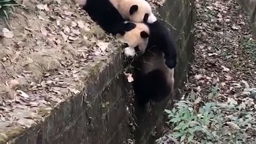 小熊猫马上就要掉进水沟,当妈的在上面拽着不想撒手,有没有感动到你 