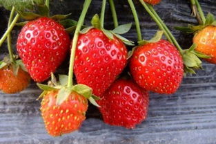 草莓烂根怎么处理,4种方法解决烂根情况 