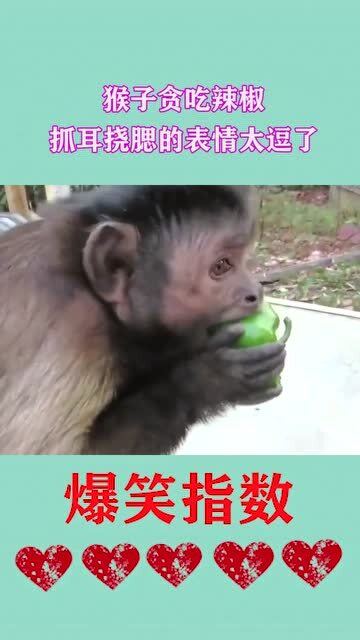 猴子贪吃辣椒,被辣到后抓耳挠腮的表情太逗了 