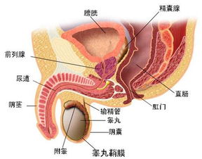 病毒性前列腺炎 搜狗百科 