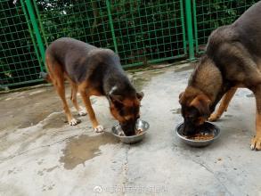 深圳有几个流浪狗收容所,流浪狗救助站的电话是多少 