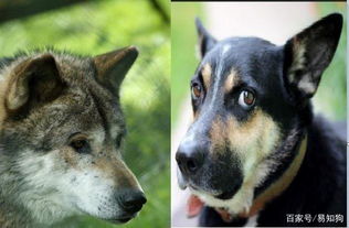 有着共同祖先的狗和狼,现在还有相似之处吗 主要区别是什么