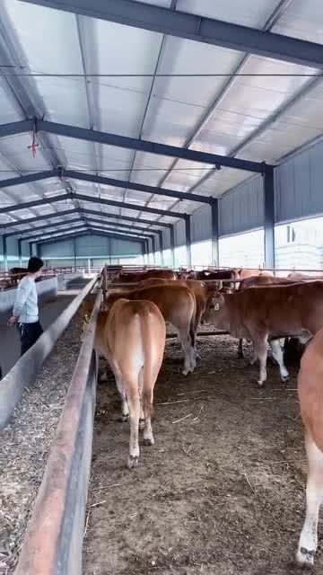 养牛应该选择什么品种牛犊 
