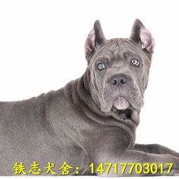 惠州卡斯罗犬市场价格幼犬出售