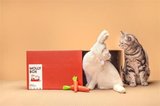 养猫新手 标配 魔力猫盒幼儿园帮你避开养猫雷区