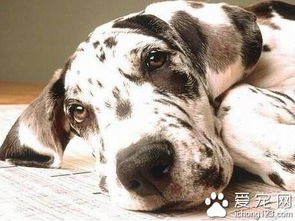 狗发烧的症状 温度是狗狗发烧的主要依据
