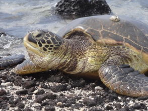淡水龟鳄鱼龟吃什么长大的 怎么养才会长大