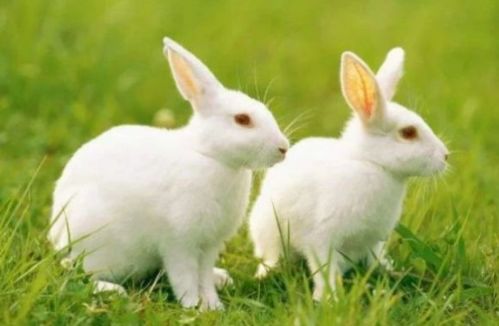 生肖兔 12个月份,12种命运,这几月出生的属兔人天生好命