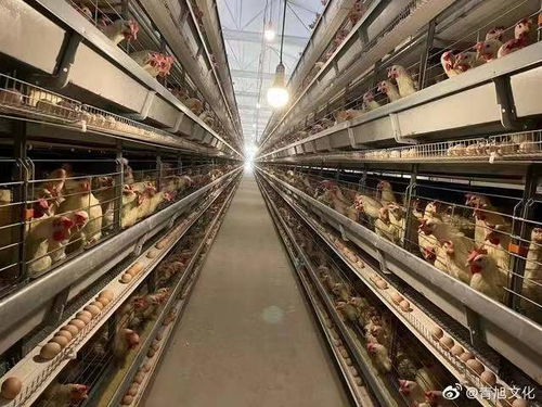 乡农18章 新型现代养鸡平台,丰蛋源打造三峡库区著名品牌