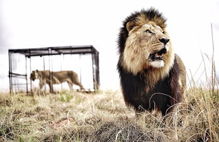在汽车广告中,野生动物保护区中的狮子成为明星。(网页截图)