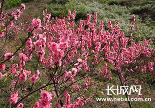 五一去哪玩 九龙峡赏桃花自驾游等您来报名