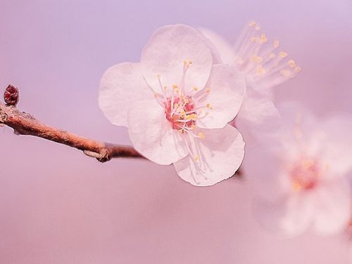 1月20日开始,4属相运势转旺,财运广桃花开,生活甜蜜幸福